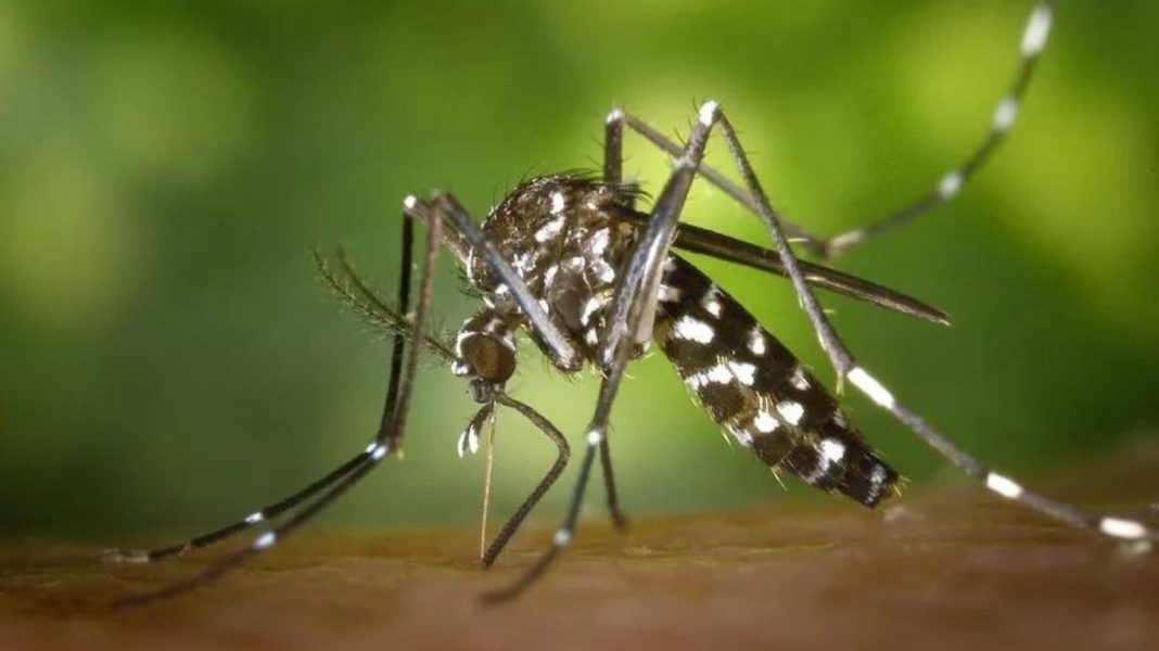 Cidades do Vale do Paraíba enfrentam aumento preocupante de casos de dengue em 2024