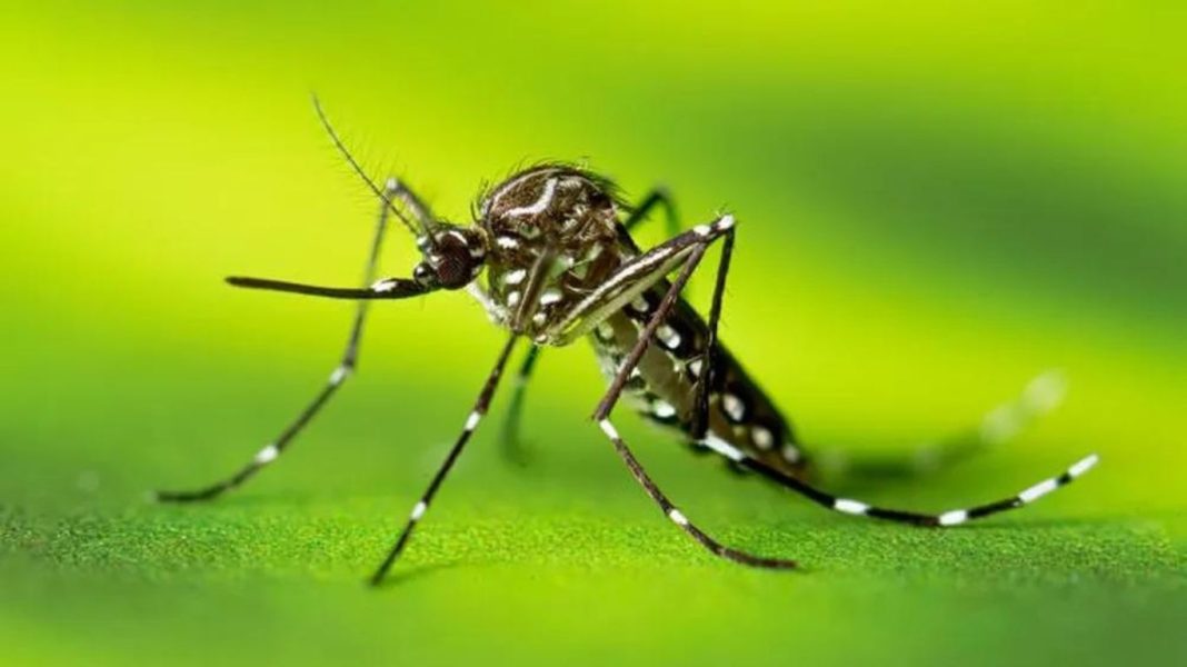 segunda morte dengue taubaté