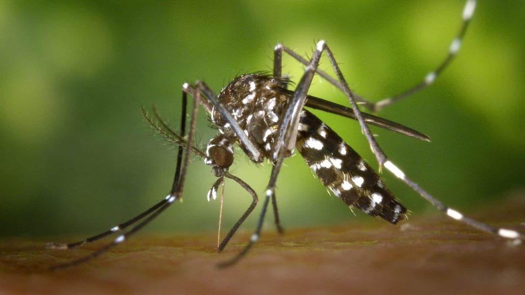 Tremembé registra primeira morte por dengue em 2024