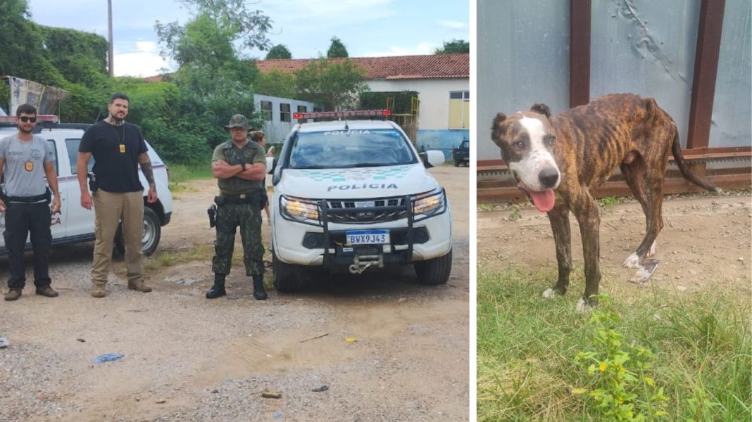 Cães em situação de maus-tratos são resgatados pela polícia ambiental em Taubaté