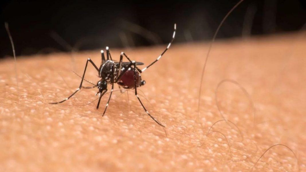 Jacareí registra mais uma morte por dengue e casos ultrapassam 56 mil na região