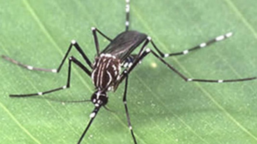 Ubatuba registra primeira morte por dengue no Litoral Norte em 2024