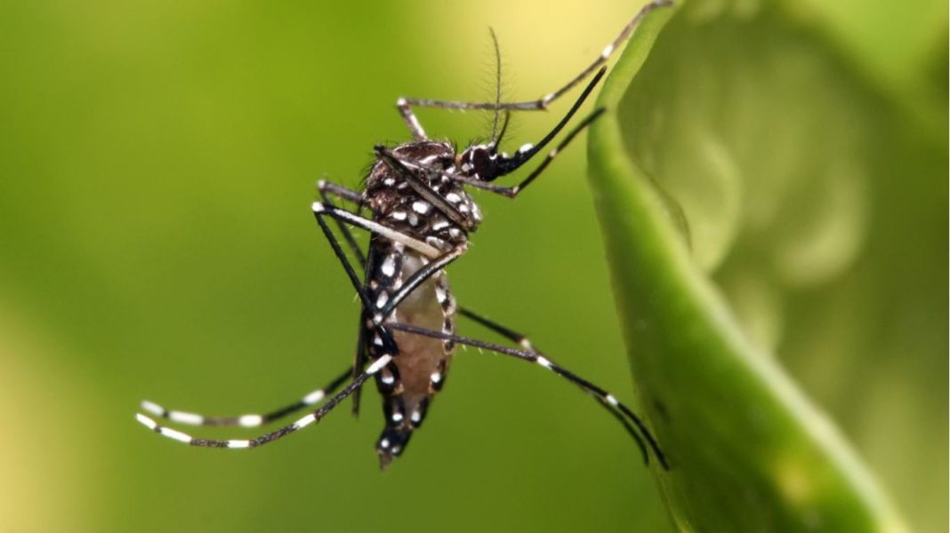 quarta morte dengue taubaté
