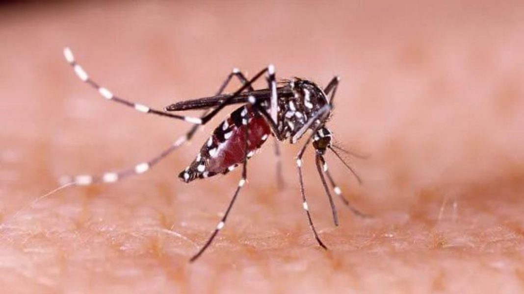 Dengue Continua a Assombrar o Vale do Paraíba