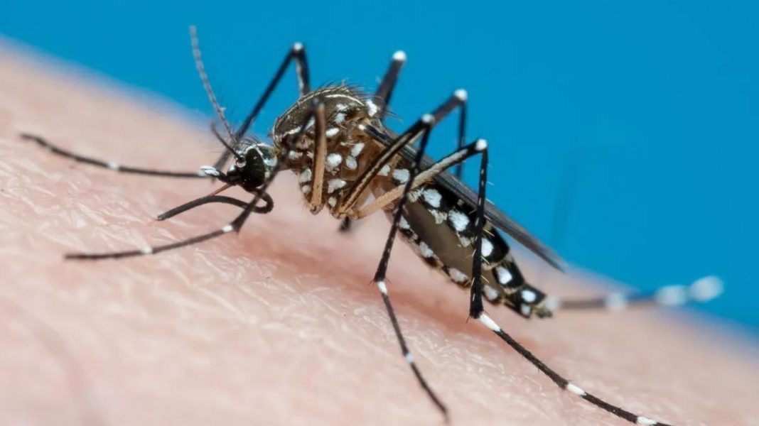 Vale do Paraíba luta contra surto de dengue após mais cinco mortes registradas