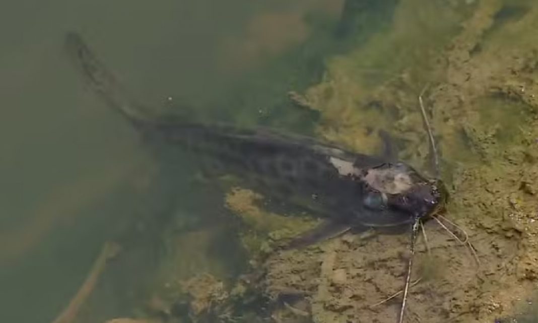 rio-paraiba-do-sul-sob-ameaca-mortes-de-peixes-forcam-aumento-de-vazao