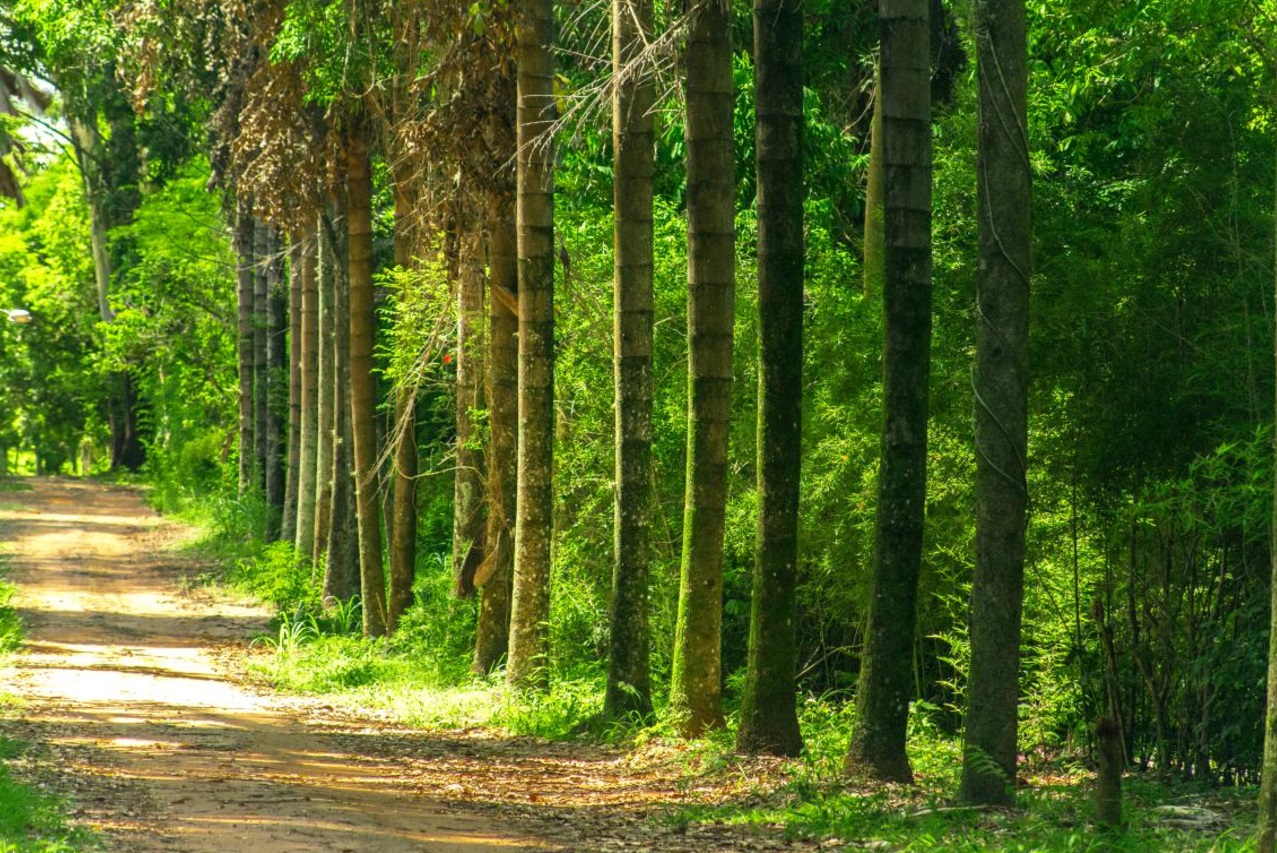 sao-paulo-lanca-edital-para-restauracao-de-areas-degradadas-em-unidades-de-conservacao-entenda-como-participar
