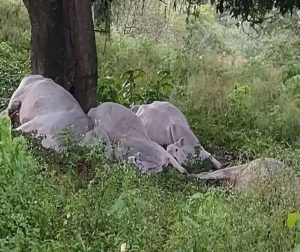 raio-mata-quatro-vacas-em-fazenda-de-sao-jose-dos-campos