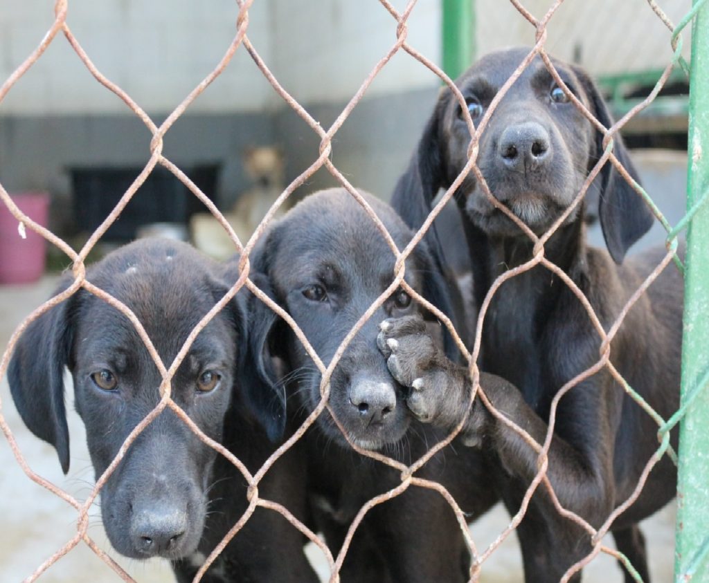 um-novo-amigo-pet-te-espera-feira-de-adocao-acontece-hoje-em-taubate