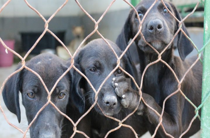 um-novo-amigo-pet-te-espera-feira-de-adocao-acontece-hoje-em-taubate